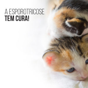 Esporotricose tem cura